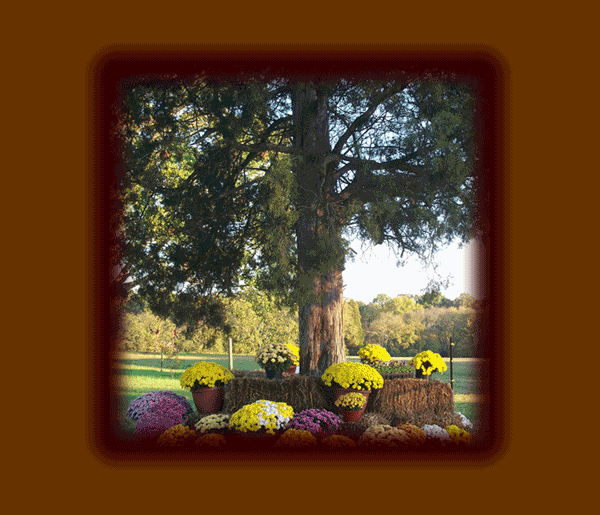 Lewis Veterinary Clinic, Stoneville NC, Kathryn Combs, DVM